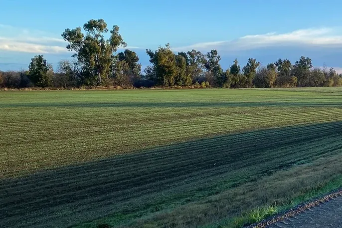 NuCicer chickpeas growing in the field