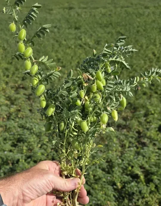A hand holding a NuCicer chickpea plant with green pods in the field