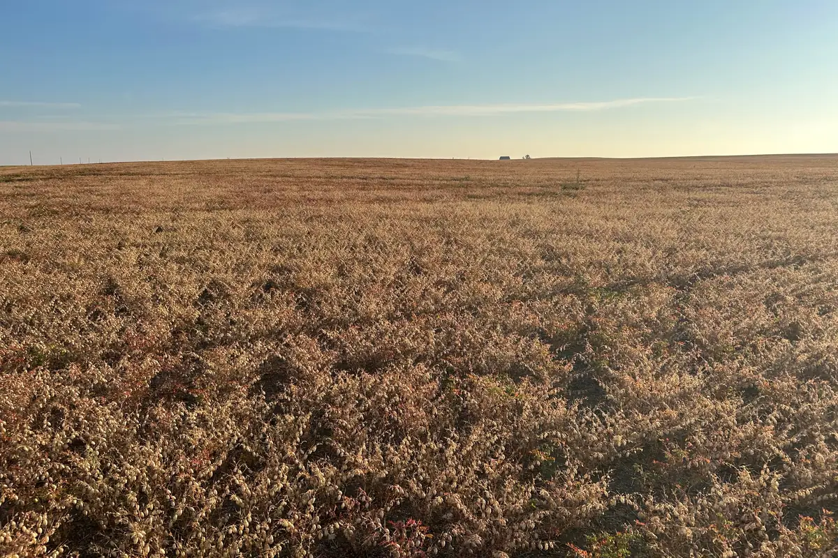 A NuCicer chickpea field naturally dried down at harvest under a clear sky