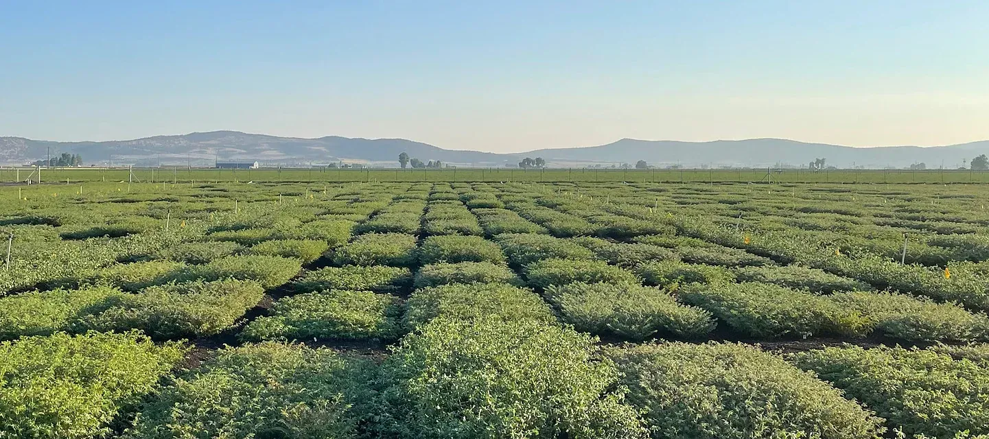 NuCicer chickpea plot trials in the field