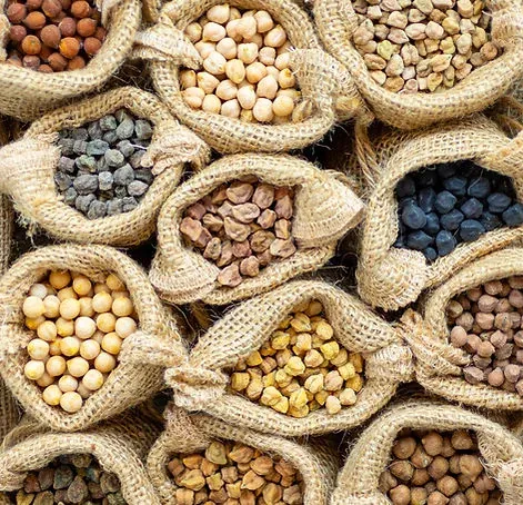 Diverse chickpea and pulse seed varieties in burlap sacks