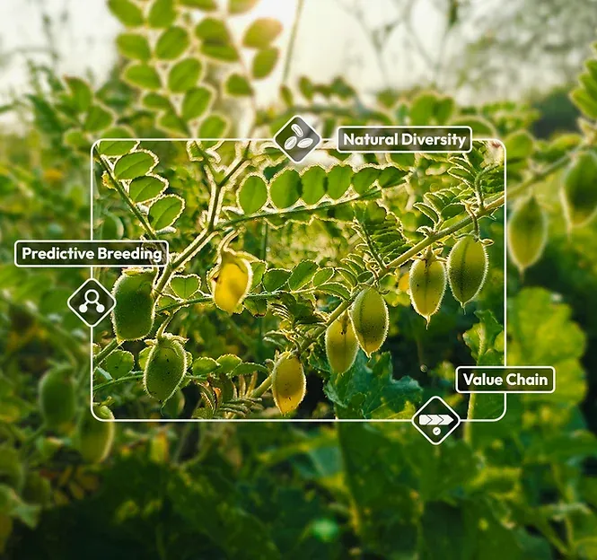 NuCicer crop design technology in the field